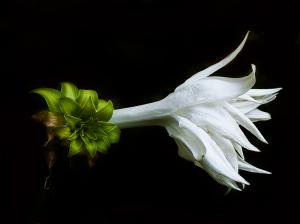 Gallogly Flower Photo In Spectra 2014 Show